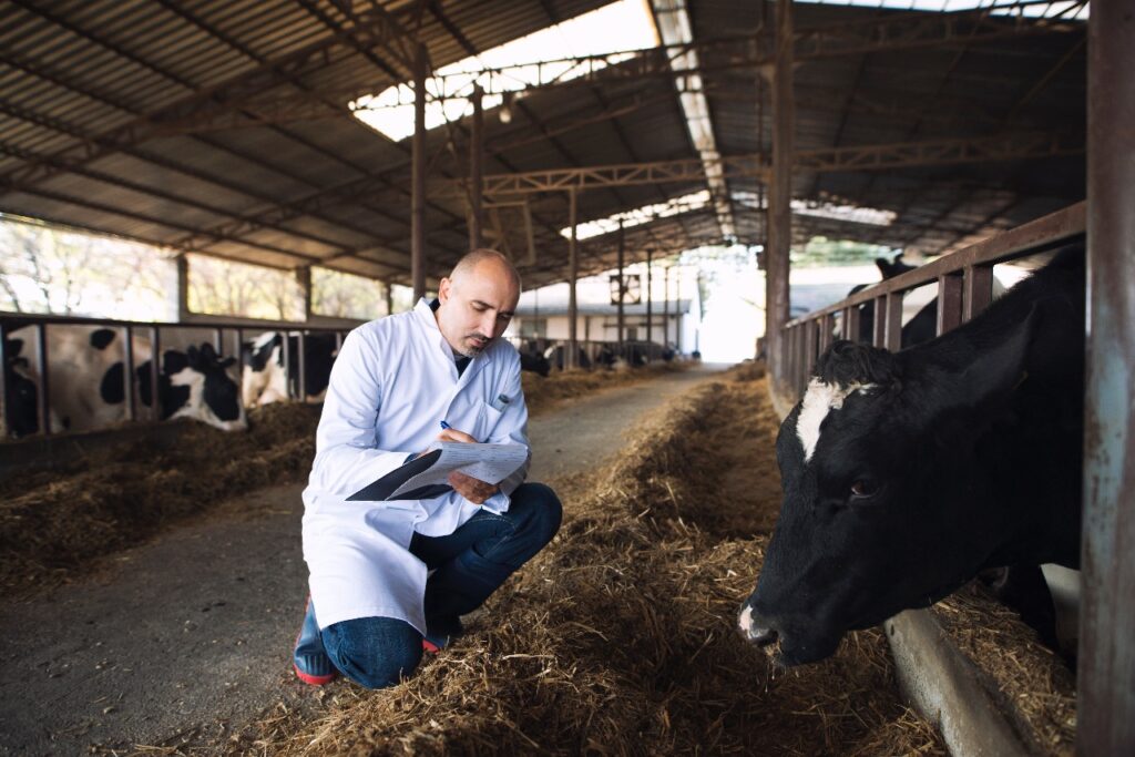 A veterinarian in a white coat kneeling and taking notes while observing cows