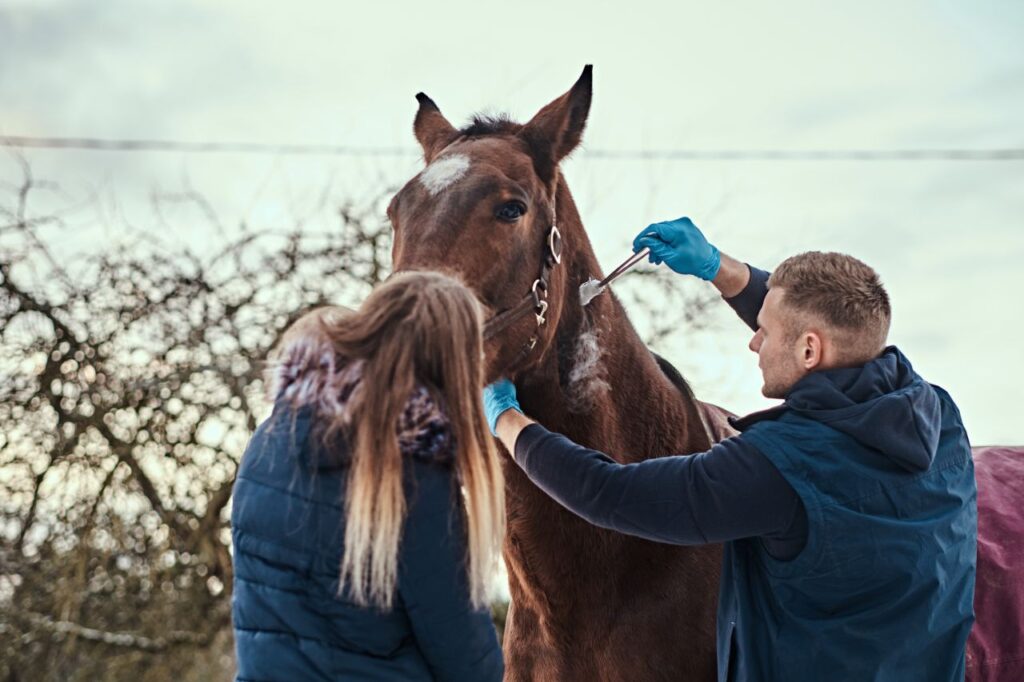 Horse being treated by a vet