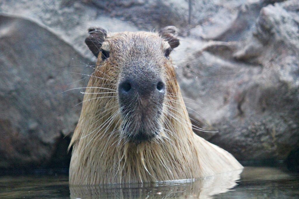 Capybara in water