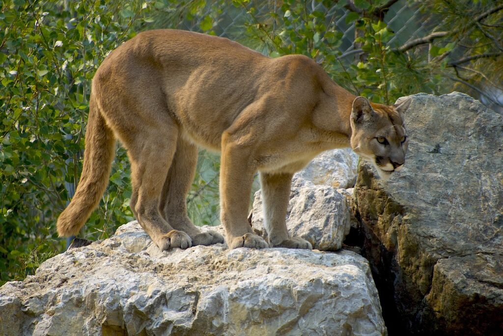 A Cougar