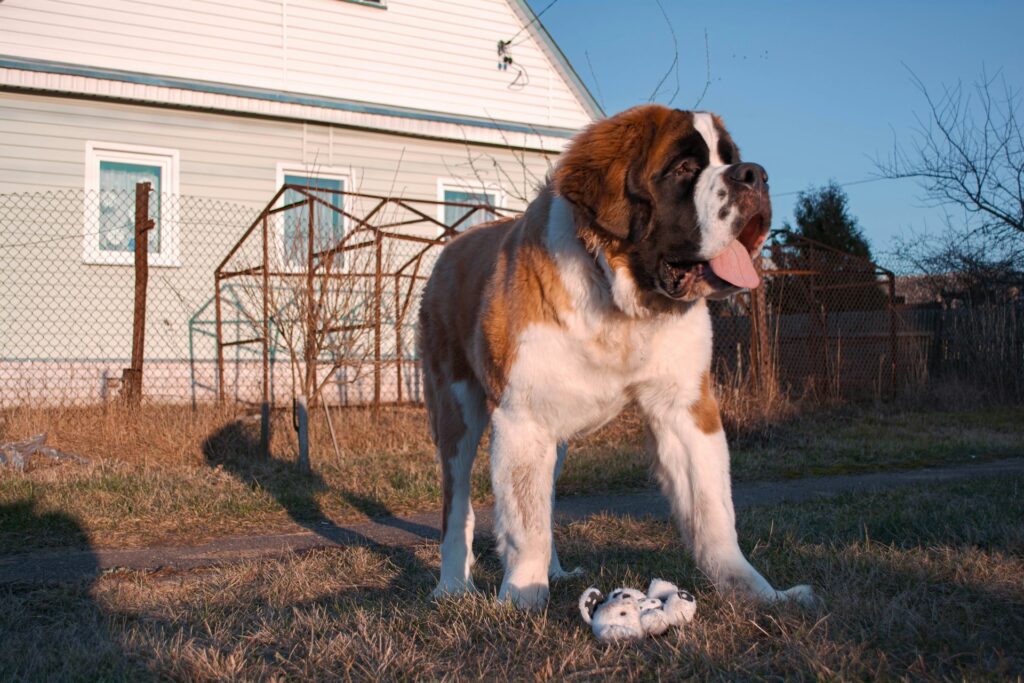 Saint Bernard dog standing in a grassy yard on a sunny day