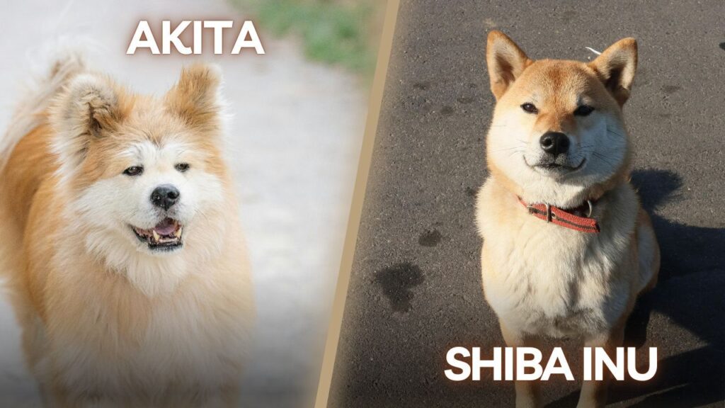 Atika and Shiba Inu dog