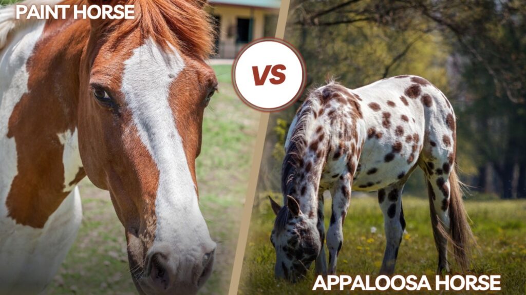 Paint horse vs Appaloosa Horse