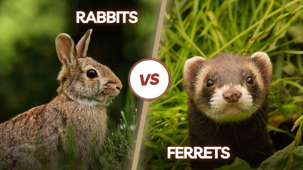 Feature image of rabbits vs ferrets