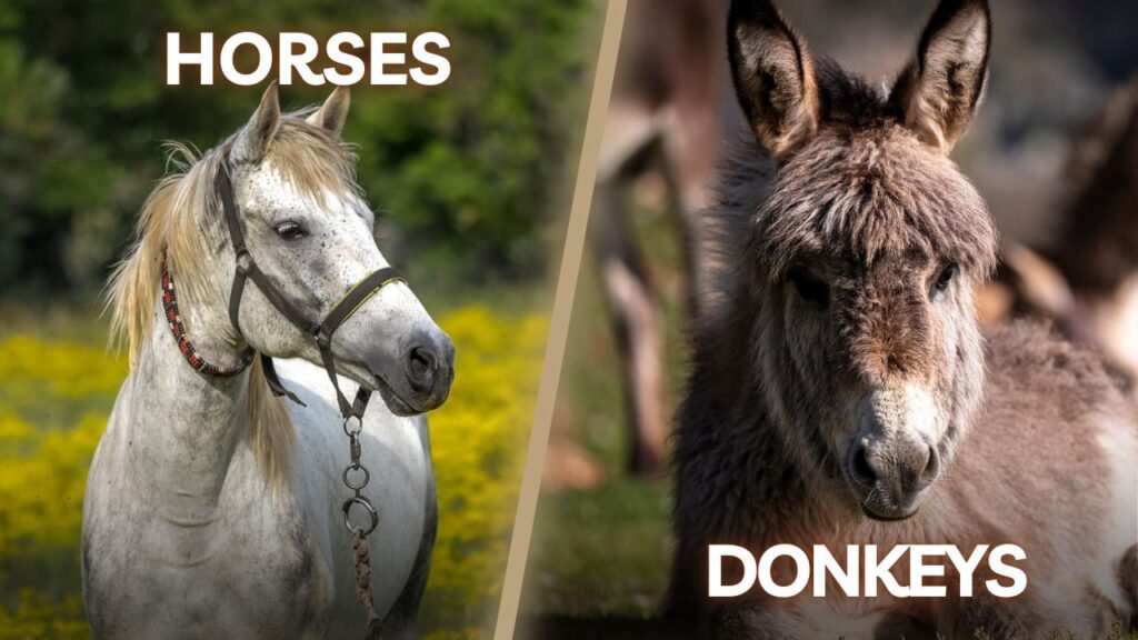 horse and donkey side by side