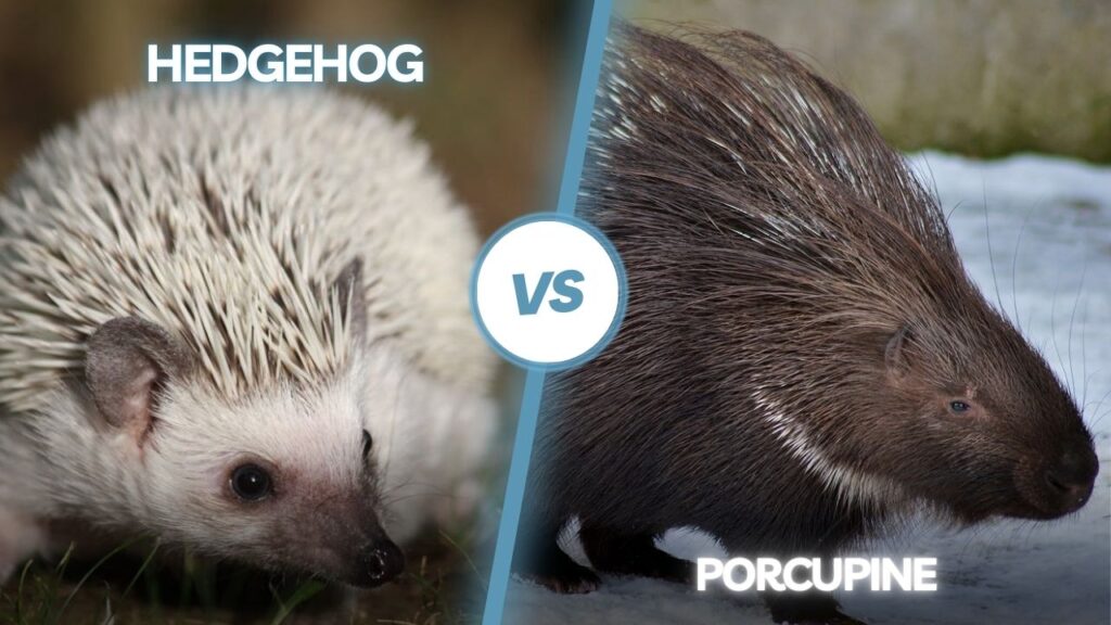 Hedgehog and porcupine