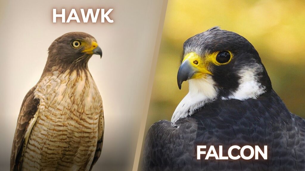 hawk and falcon side-by-side comparison