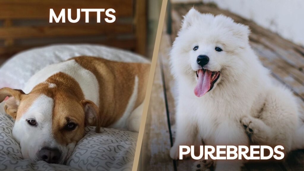 Mutts vs Purebreds