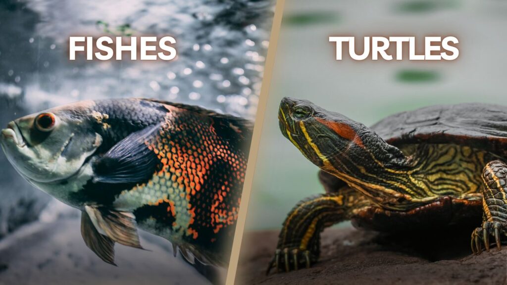 Comparison image showing a fish and turtle.