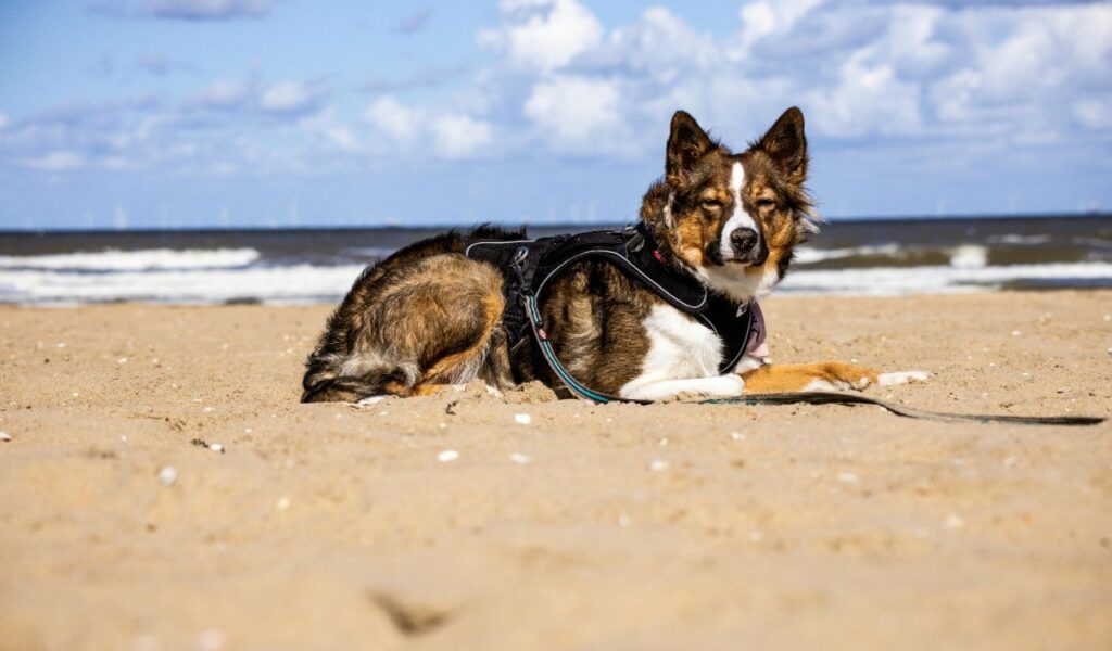 Australian Shepherd lying on a sandy beach near the ocean