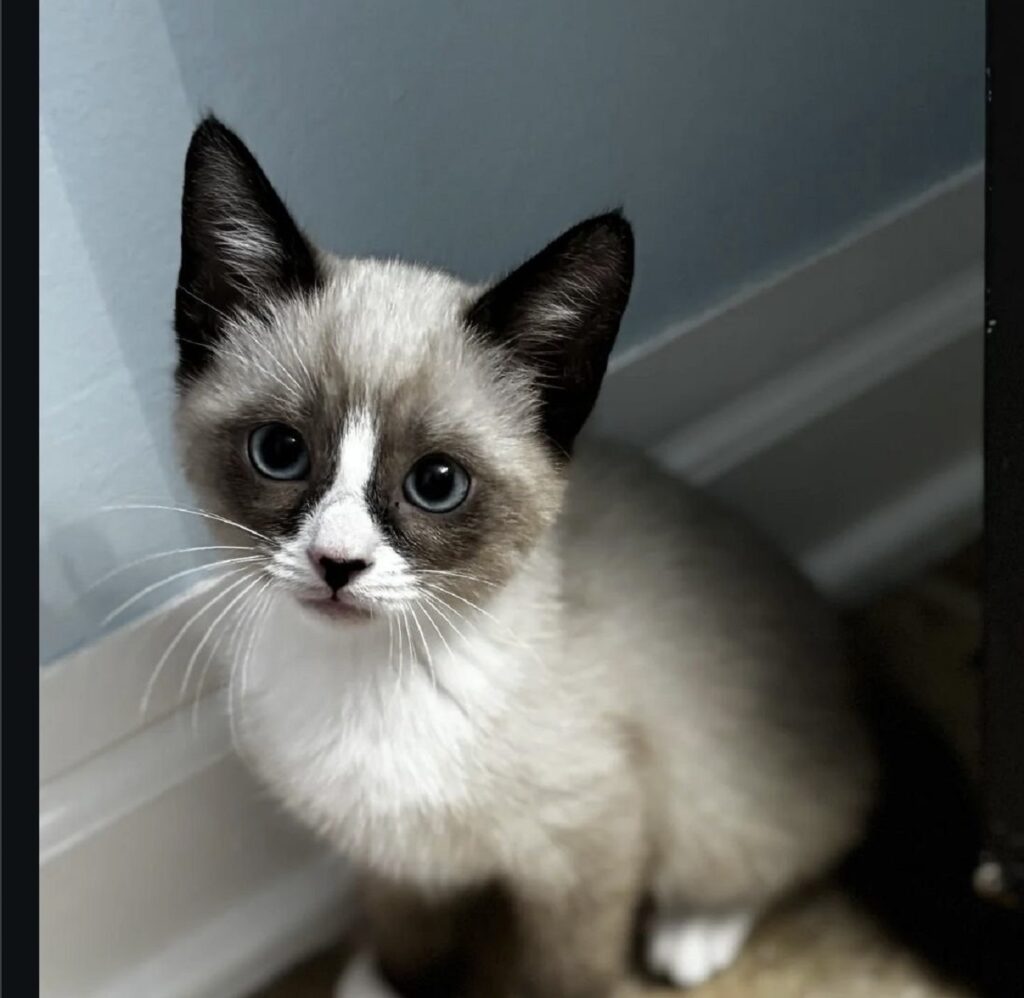 snowshoe cat