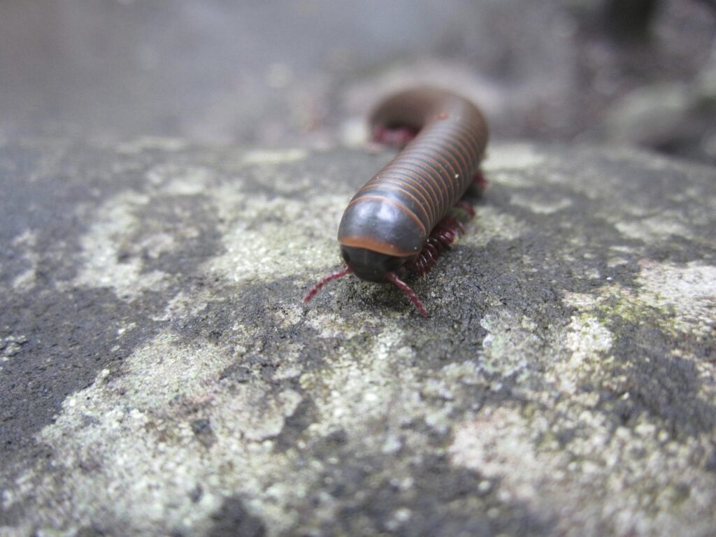 Closeup of a Millipede