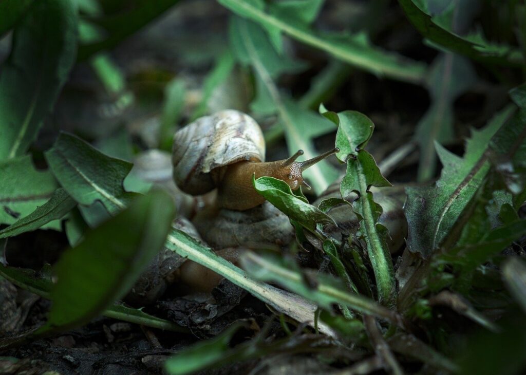 A snail in an aquarium