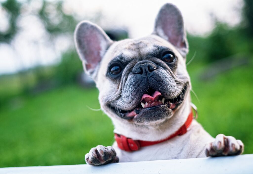 French Bulldog closeup