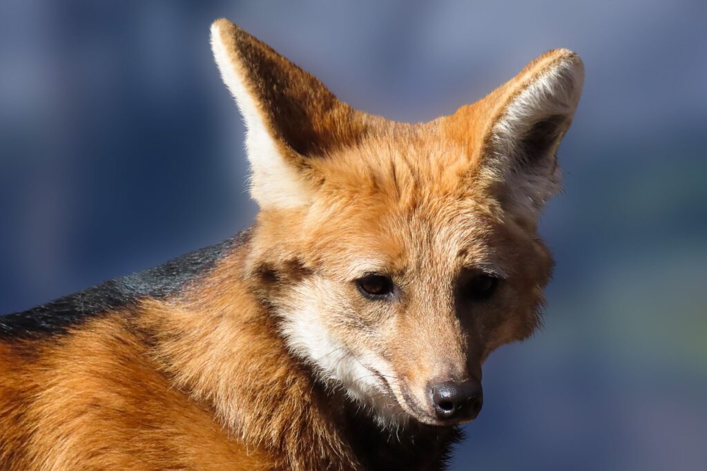 maned wolf