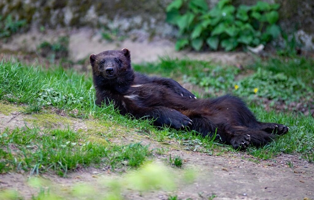 wolverine