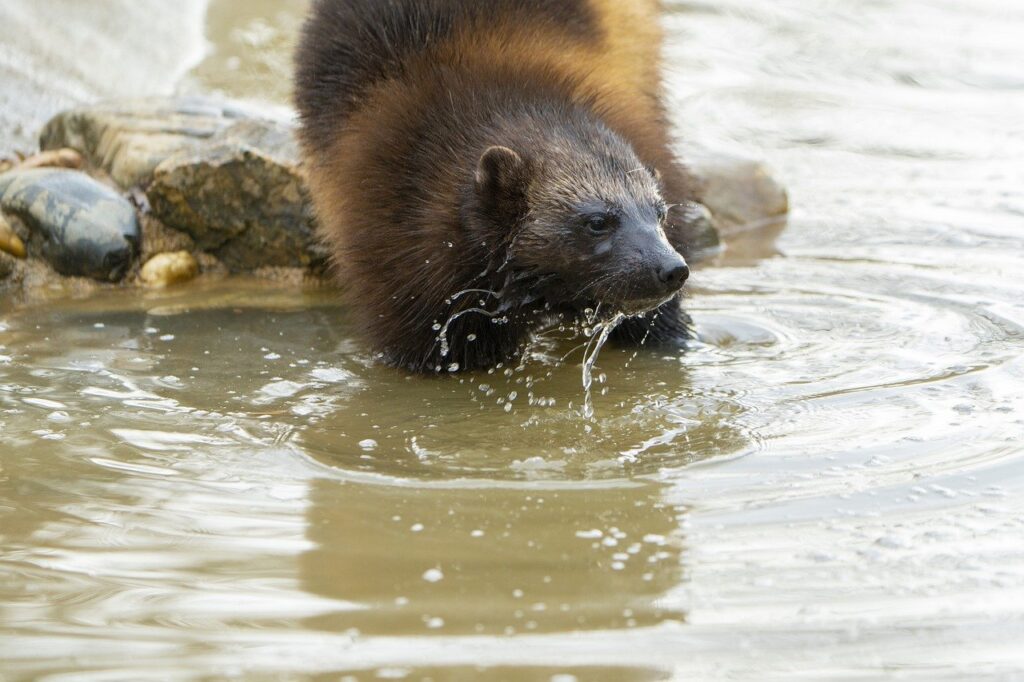 wolverine