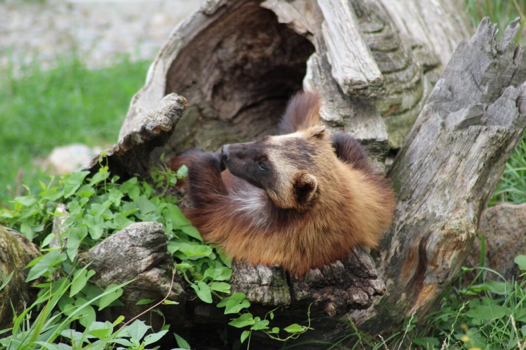 wolverines