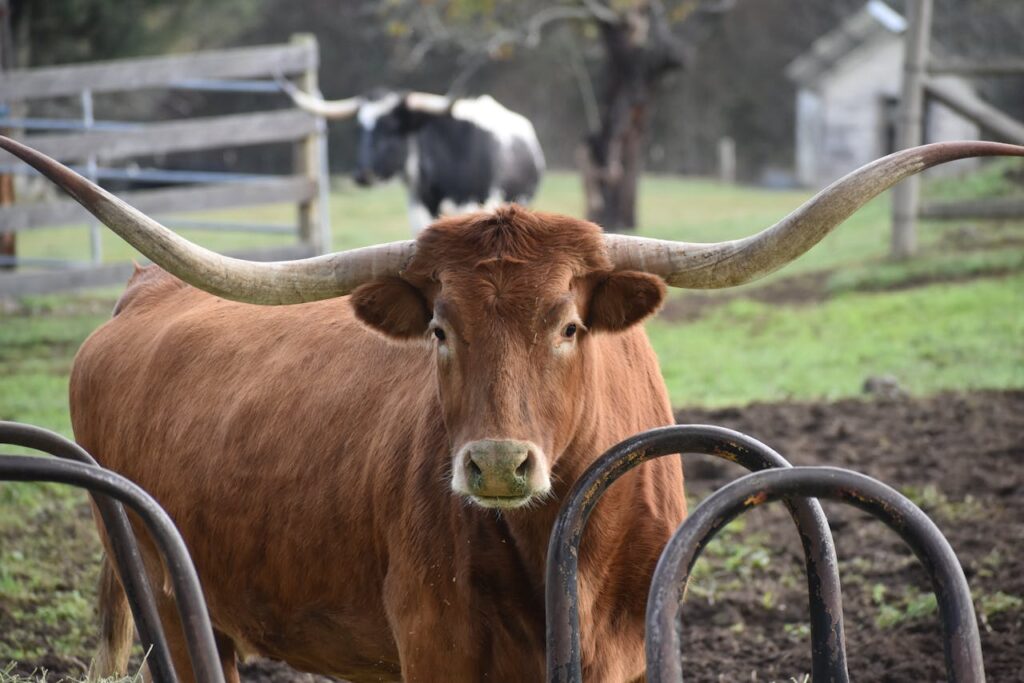 Texas Longhorn cow with curved horns near farm fence