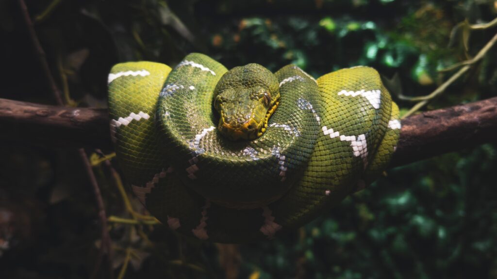Emerald Tree Boa