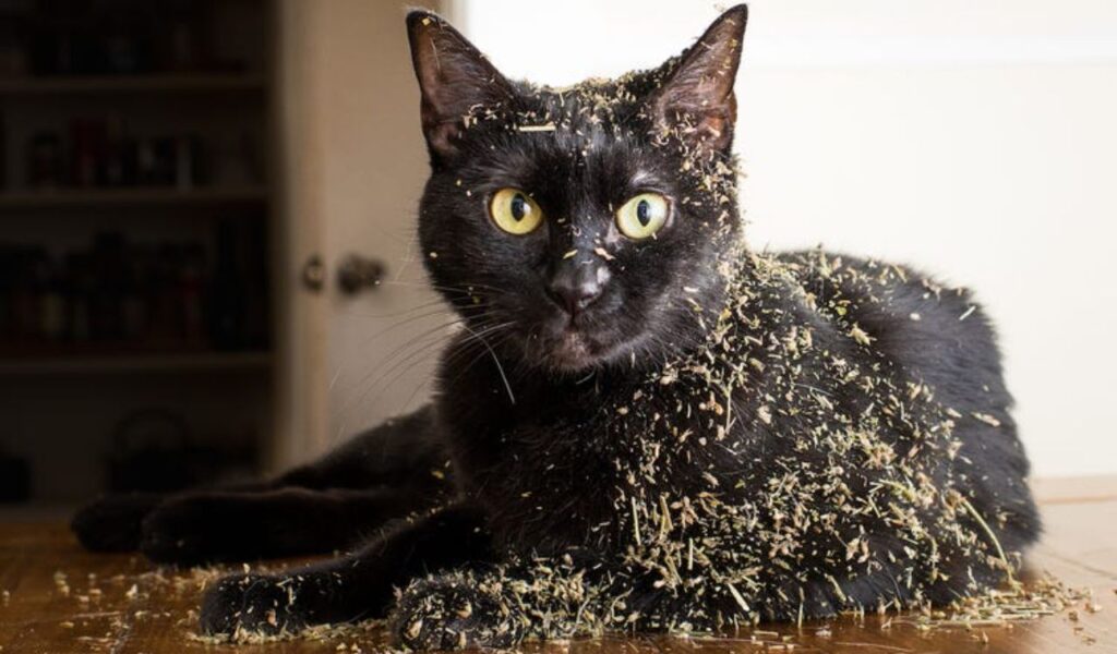 black cat covered in dried herbs lying on a table
