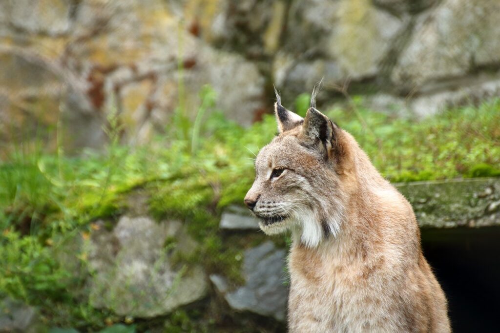 Bobcat closeup