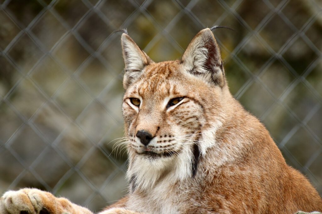 Bobcat in a an enclosure
