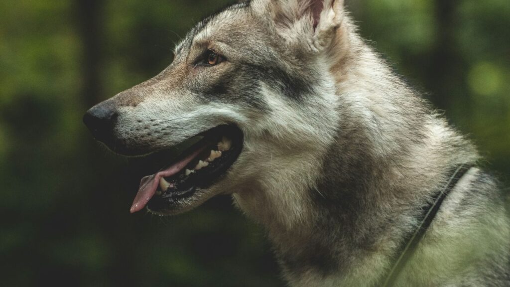 Wolfdog staring