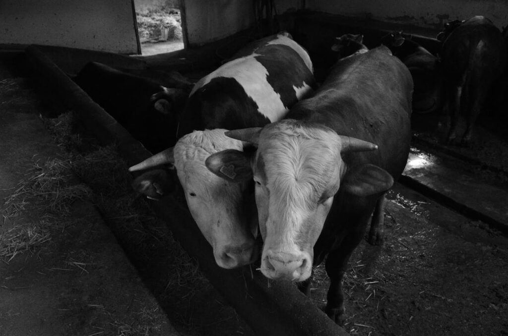 two cows leaning close together in a barn