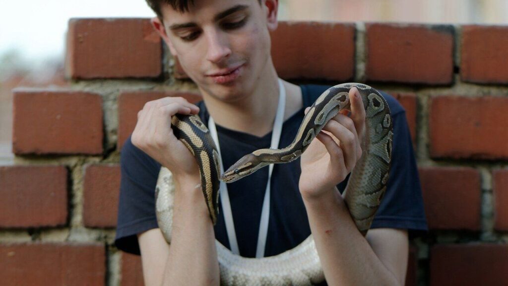 A young man holding a Ball Python, gently wrapped around his arms, with a brick wall in the background