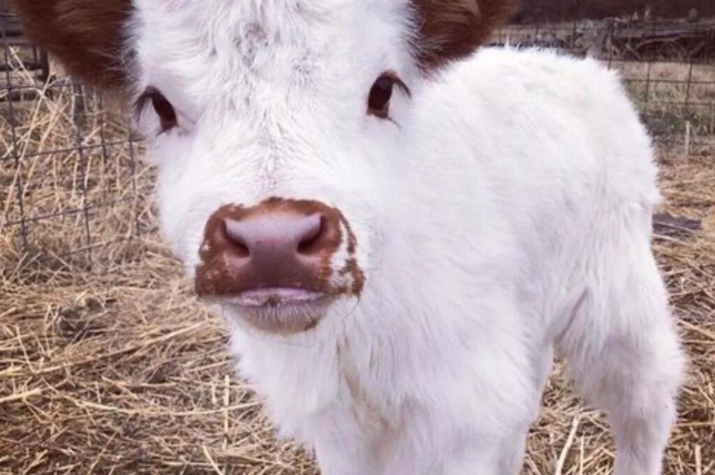Miniature cow