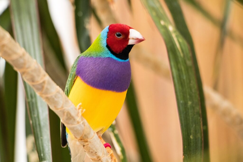 Rainbow Finch