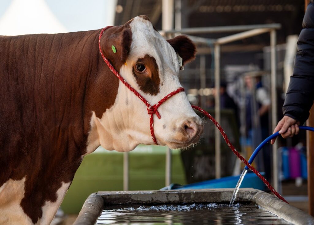Simmental cow drinking water from trough at farm