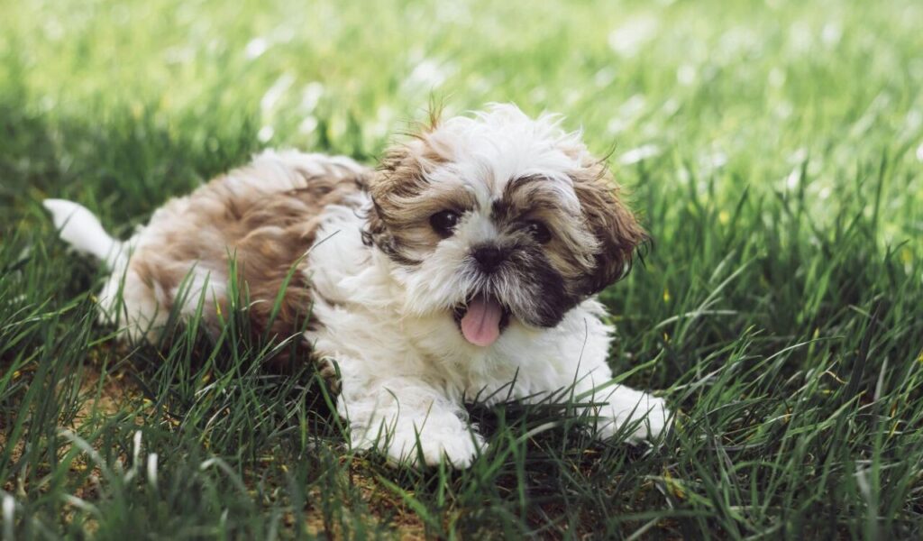 Shih Tzu puppy lying on green grass.
