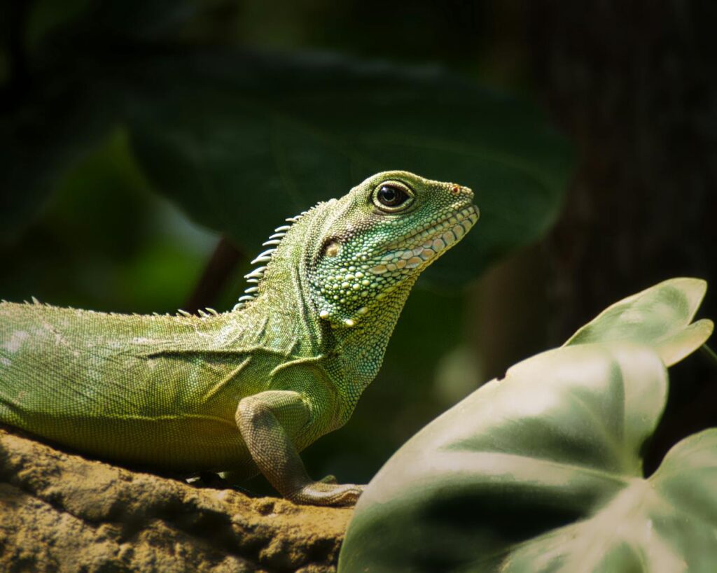 chinese water dragon