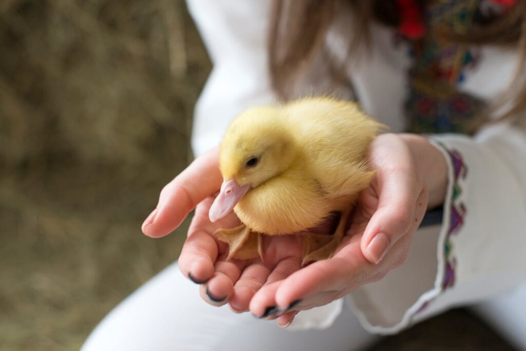 A yellow duckling being gently held in both hands