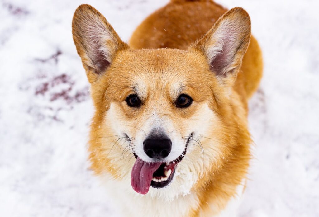 Happy Pembroke Welsh Corgi dog playing in the snow