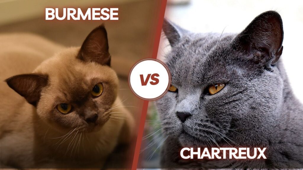 Burmese Cats and Chartreux cat