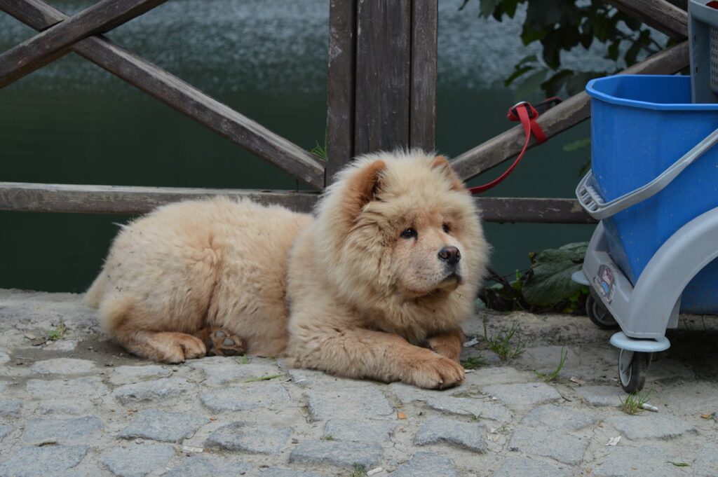 Chow Chow lying near a wooden fence