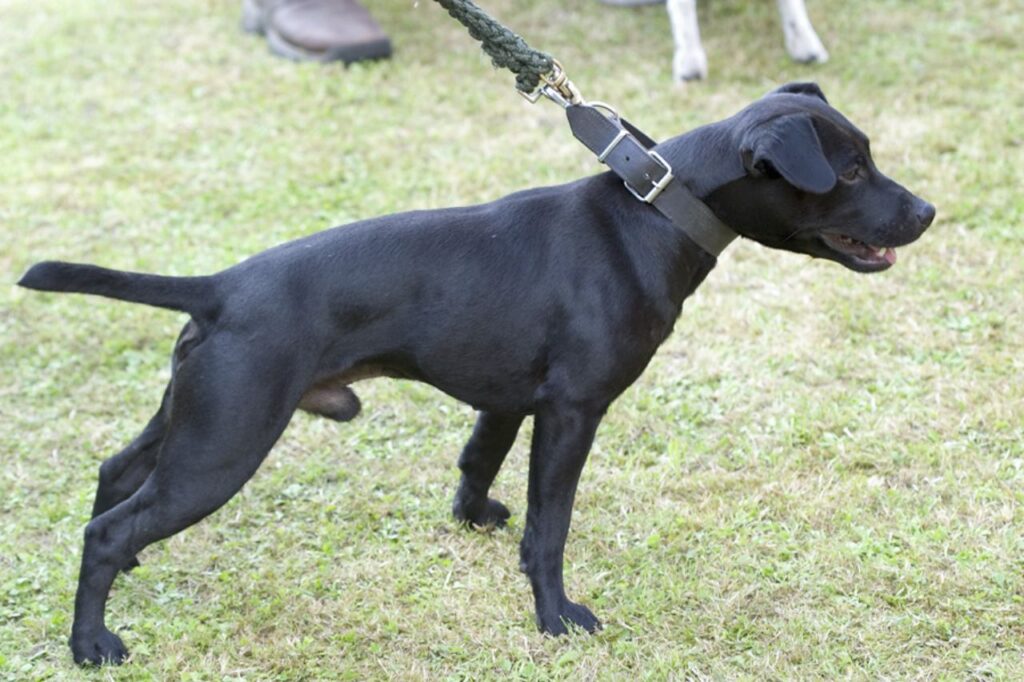 patterdale terrier 