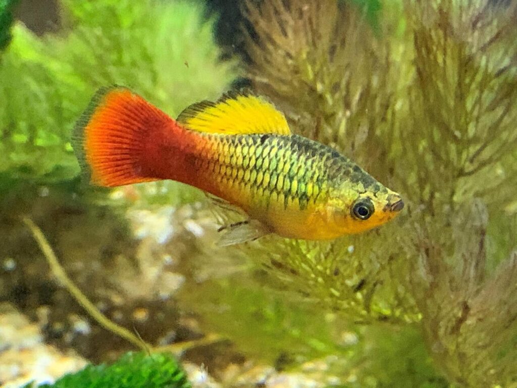 Sunset Variatus Platy