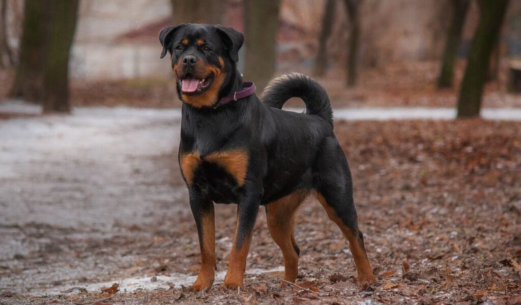 Rottweiler standing outdoors with a smile.