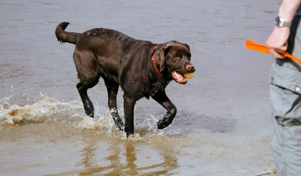 Labrador Retriever playing with a ball in the water.