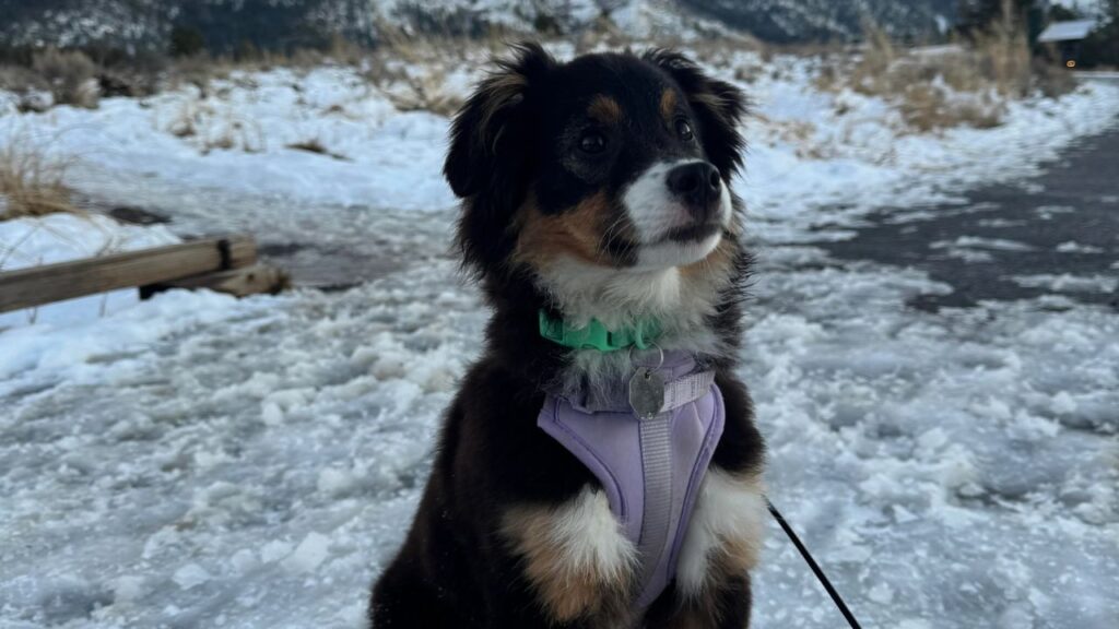 Miniature Australian shepherd