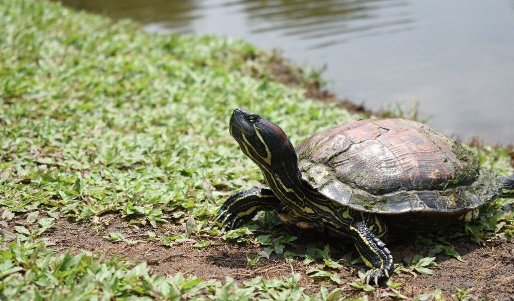 Turtle by a pond on green grass