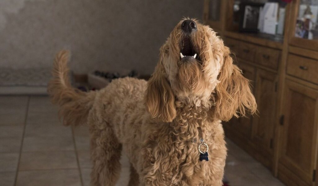 Goldendoodle barking.