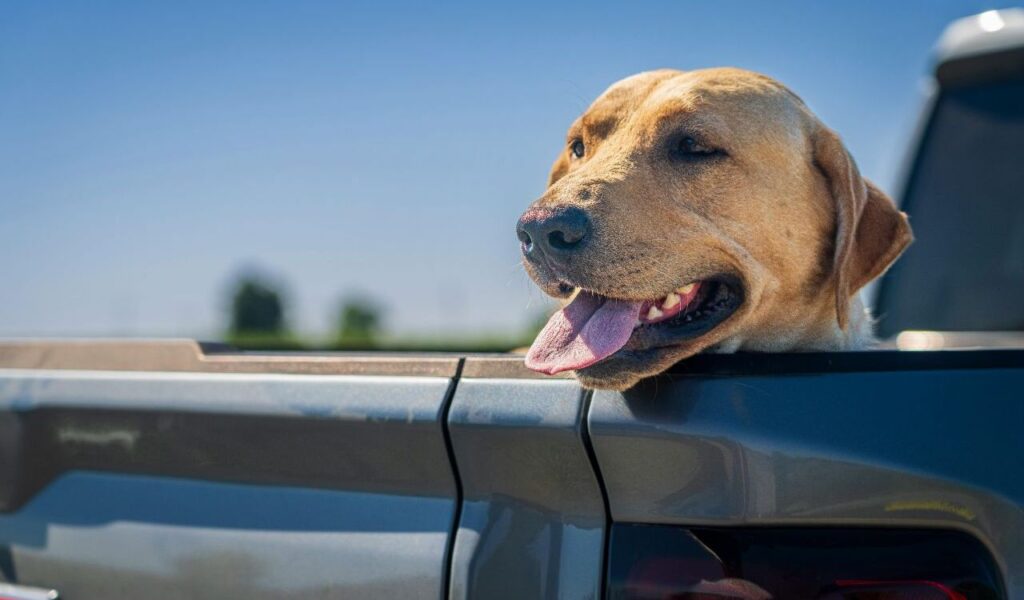 Labrador Retriever enjoying the view from the back of a pickup truck.