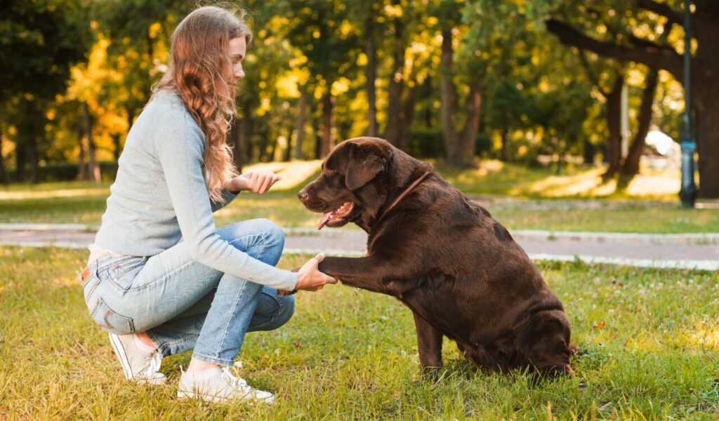 Labrador Retriever shaking hands with a person.