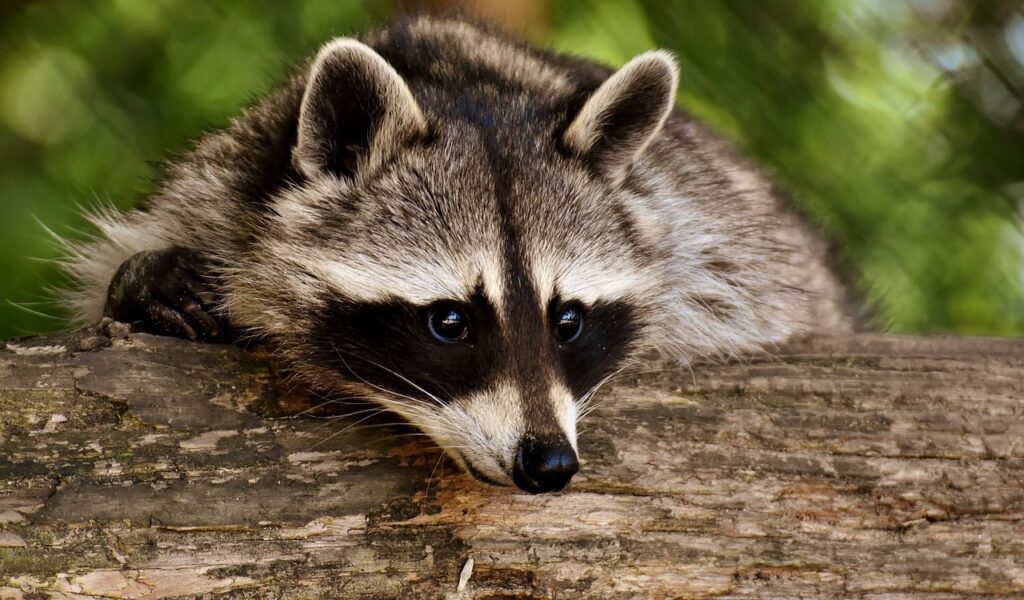 Raccoon resting on a log.