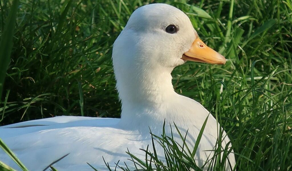 call duck resting in the grass.